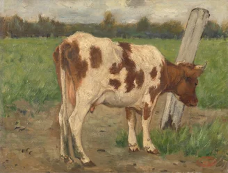 Mucca
