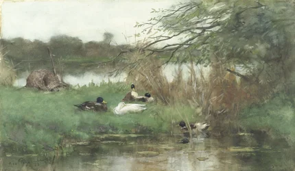 Anatre sulla riva