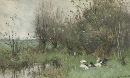 Anatre vicino a un boschetto di salici