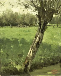 Il salice