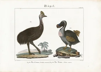 Cassowary e Dodo