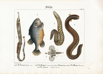 Diversità della fauna marina: Pesce ago maggiore, pesce lompo, falena di mare, murena e anguilla elettrica.