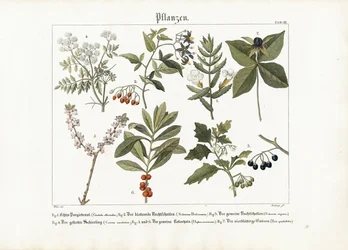 Piante medicinali e velenose