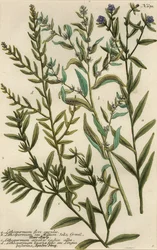 Varietà di gromwell, specie Lithospermum