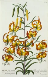 Giglio turco americano, c. 1740 incisione colorata a mano