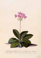 Aricula Ursi Shooting Star, c. 1744 incisione colorata a mano