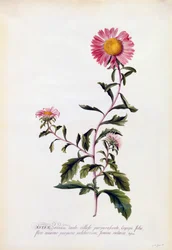 Aster, c. 1743 incisione colorata a mano