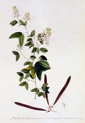 Bauhinia, incisione colorata a mano