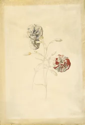 Garofani
