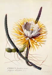 Cereus Regina della Notte, incisione colorata a mano