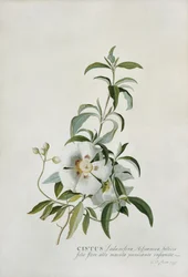 Cisto