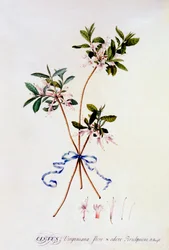 Cistus Virginiana, c. 1743 incisione colorata a mano