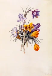 Crocus, c. 1744