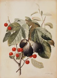 Fichi e ciliegie, 1747