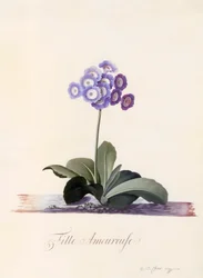 Garden Auricula Fille Amoureuse, incisione colorata a mano