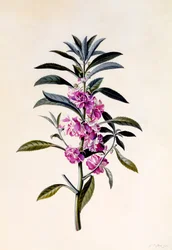 Balsamina da giardino Impatiens Balsamina, c. 1746 incisione colorata a mano