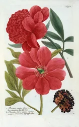 Peonia, incisione colorata a mano