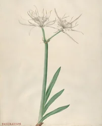Pancratium, 1738-70