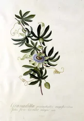 Fiore della Passione