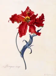 Pappagallo Rosso, c. 1744 incisione colorata a mano