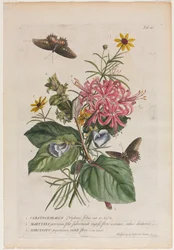 Plantae et papiliones rariores: No. 9, 1749