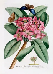 Plumeria, c. 1749 incisione colorata a mano