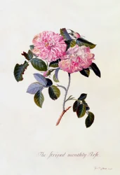 La rosa mensile a strisce, c. 1745 incisione colorata a mano