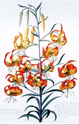 Giglio Tigrato