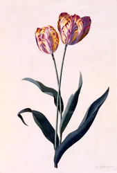 Tulipano, c. 1744 incisione colorata a mano