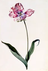 Tulipano, c. 1745 incisione colorata a mano