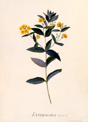 Lysimachia vulgaris
