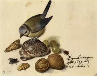 Natura morta con cincia, conchiglie, frutti e insetti