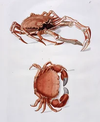 Illustrazione di aragosta e granchio