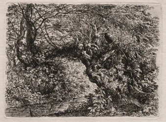 Il vecchio salice presso un ruscello