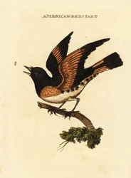 Pigliamosche americano, Setophaga ruticilla