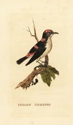 Rampichino americano o rampichino bruno, Certhia americana