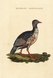 Pernice di Barberia, Alectoris barbara