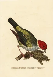 Tangara testacastana, Tangara gyrola