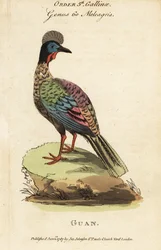 Guan crestato, Penelope purpurascens
