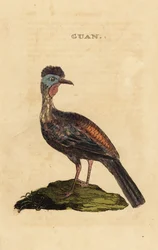 Guan crestato, Penelope purpurascens