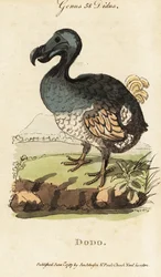 Dodo estinto, Raphus cucullatus (Didus ineptus)
