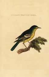 Pigliamosche dal dorso verde, Ficedula elisae