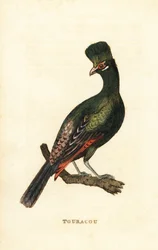 Turaco della Guinea o turaco verde, Tauraco persa