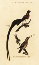 Vedova del paradiso, Vidua paradisaea, e colibrì rossiccio, Selasphorus rufus