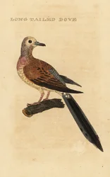 Tortora piangente, Zenaida macroura