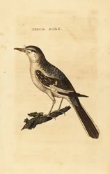 Mimo settentrionale, Mimus polyglottos
