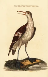Falaropo beccosottile, Phalaropus lobatus
