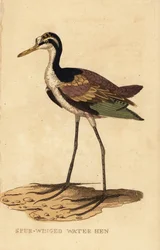 Jacana crestato, Jacana jacana