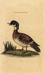 Anatra del bosco, Aix sponsa