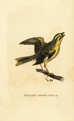 Verdone dal petto giallo, Chloris spinoides